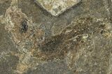 Two Oligocene Fossil Clupeoid Fish (Beksinskiella) Fossils - Poland #374448-2
